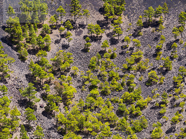 Spanien  Kanarische Inseln  La Palma  Fuencaliente  Kanarische Kiefern  Pinus canariensis  wächst im Krater San Antonio.