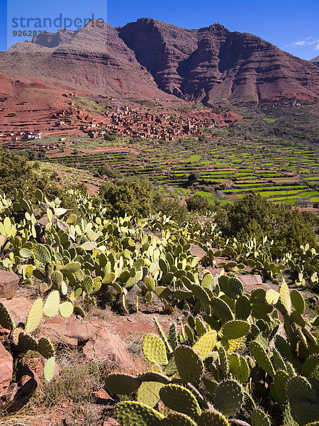 Marokko  Marrakesch-Tensift-El Haouz  Atlasgebirge  Ourika-Tal  Dorf Anammer  Kaktusfeigen  Opuntia ficus-indica