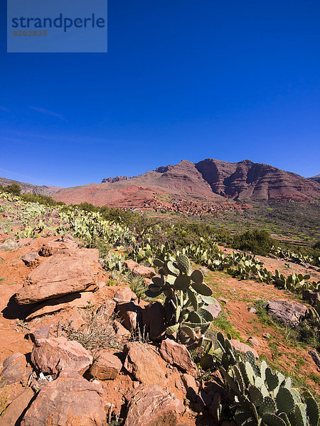 Marokko  Marrakesch-Tensift-El Haouz  Atlasgebirge  Ourika-Tal  Dorf Anammer  Kaktusfeigen  Opuntia ficus-indica