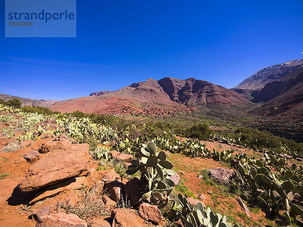 Marokko  Marrakesch-Tensift-El Haouz  Atlasgebirge  Ourika-Tal  Dorf Anammer  Kaktusfeigen  Opuntia ficus-indica