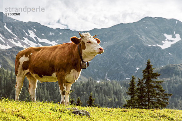 Österreich  Kärnten  Fragant  Kuh auf der Alm
