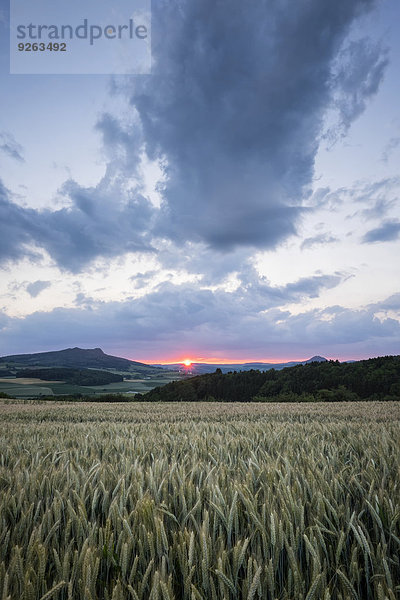 Deutschland  Baden-Württemberg  Landkreis Konstanz  Blick auf Hohenstoffeln mit Gerstenfeld im Vordergrund