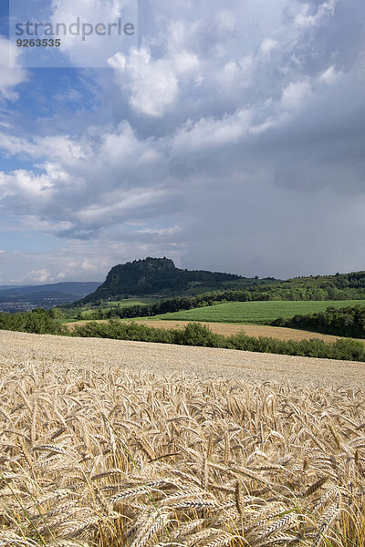 Deutschland  Baden-Württemberg  Landkreis Konstanz  Hegau  Hohentwiel  Gerstenfeld und Gewitterwolken