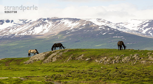 Island  drei grasende Islandpferde in Landschaften
