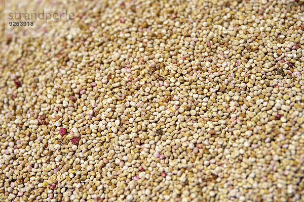 Seeds of quinoa  Chenopodium quinoa