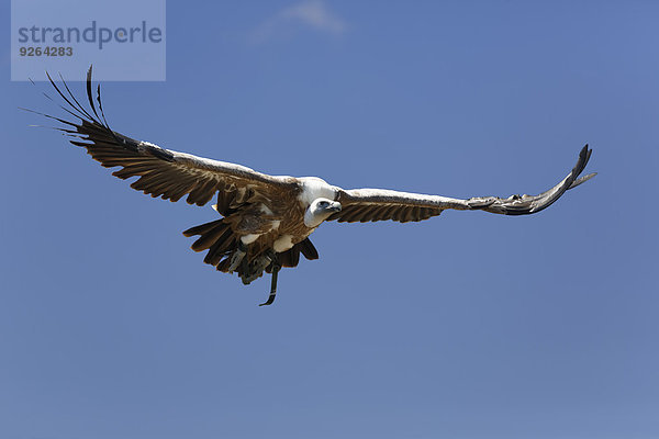 Gänsegeier  Gyps fulvus  vor blauem Himmel fliegend