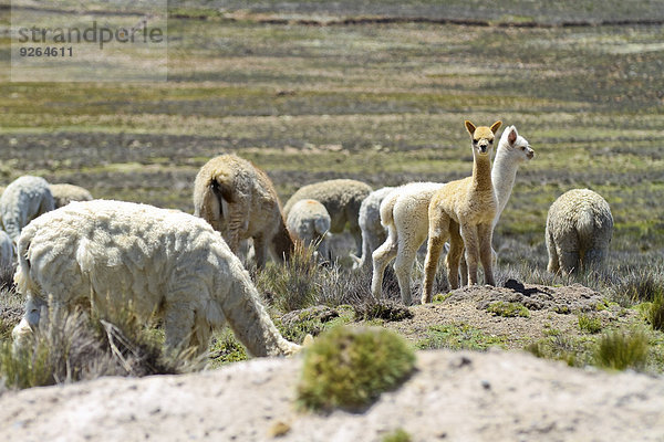 Südamerika  Peru  Gruppe der Lamas  Lama glama