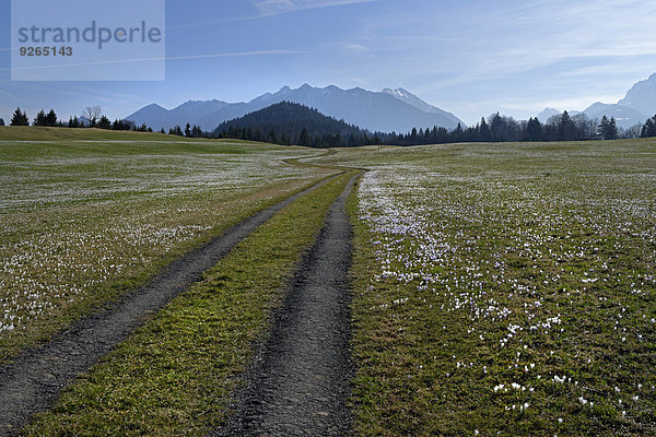 Deutschland  Bayern  Feldweg und Krokuswiese in Gerold vor dem Karwendelgebirge