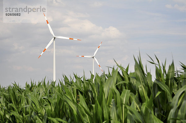 Deutschland  Sachsen  Windkraftanlagen im Maisfeld