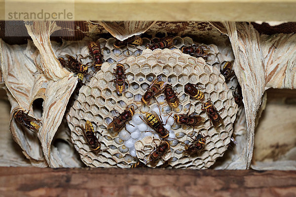 European hornets