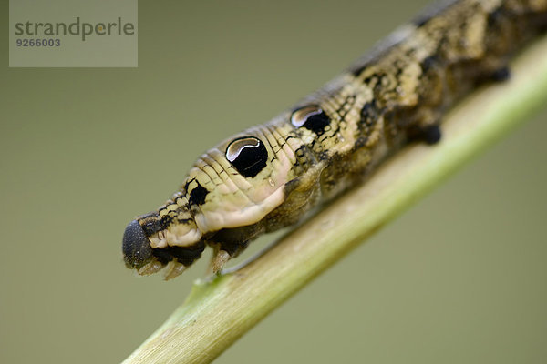 England  Elefantenschwärmer Raupe  Deilephila elpenor  Portrait