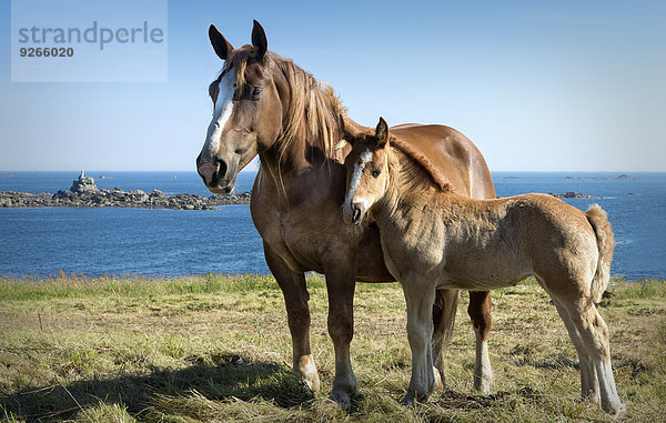 Frankreich  Bretagne  Pferd mit Fohlen