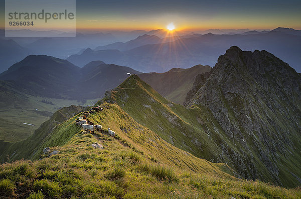 Österreich  Tirol  Bezirk Schwaz  Blick vom Kellerjoch bei Sonnenaufgang gegen die Morgensonne  Schafe