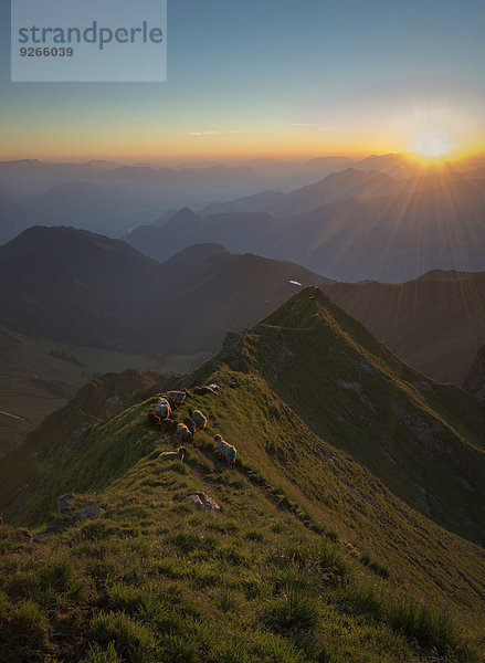 Österreich  Tirol  Bezirk Schwaz  Blick vom Kellerjoch bei Sonnenaufgang gegen die Morgensonne  Schafe