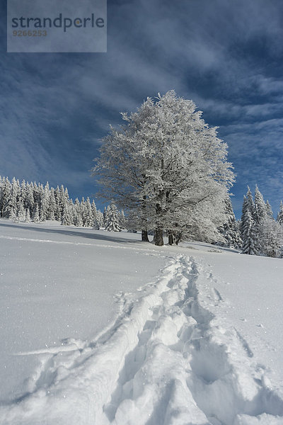 Deutschland  Baden-Württemberg  Schwarzwald  Feldberg  Bäume und Spuren im Schnee im Winter