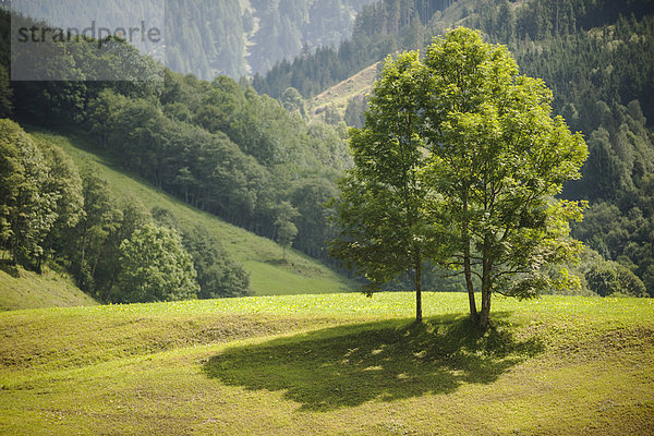 Österreich  Großglockner  Wiese und Bäume