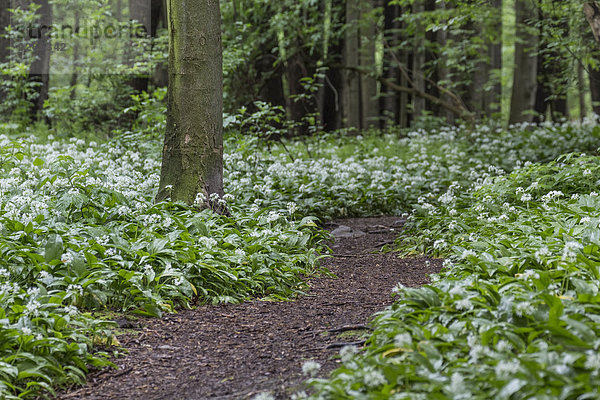 Deutschland  Niedersachsen  Wolfenbüttel  Naturpark Elm-Lappwald  Bärlauch im Wald