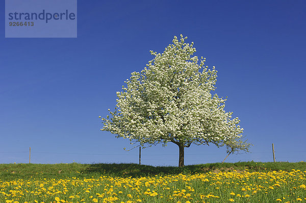 Birnbaum auf einer Wiese mit Löwenzahn vor blauem Himmel