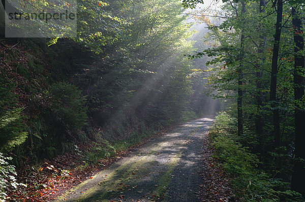Deutschland  Sachsen  Sächsische Schweiz  Kirnitzsch  Sonnenstrahlen auf Waldwegen