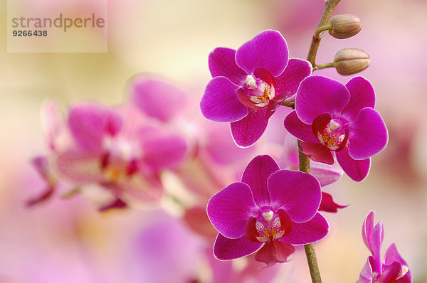 Rosa Blüten der Orchidee  Phalaenopsis  Nahaufnahme
