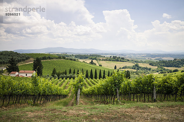 Italien  Toskana  Chianti  Toskanische Landschaft mit Weinreben