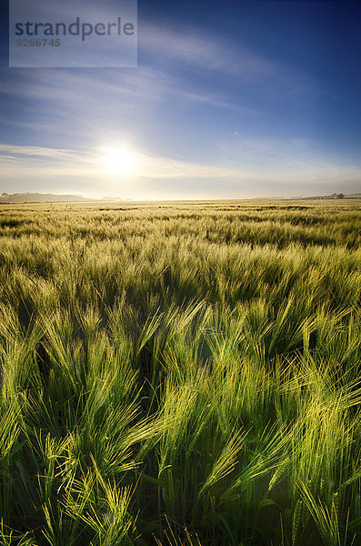 Großbritannien  Schottland  East Lothian  Gerstenfeld  Hordeum vulgare  gegen die Morgensonne