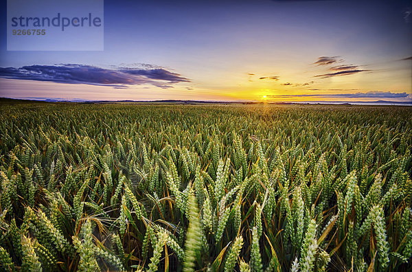 Schottland  East Lothian  Sonnenuntergang über Weizenfeld