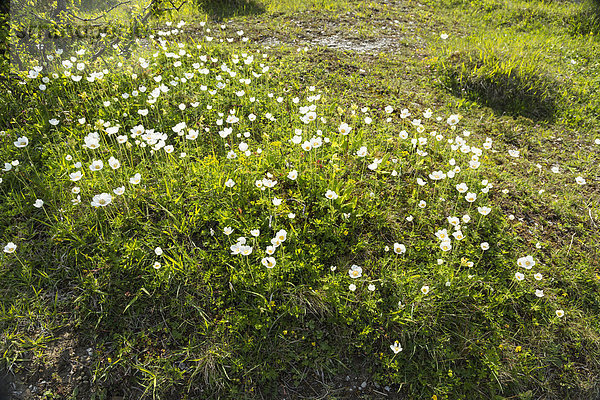 Feld der Schneeglöckchenanemonen  Anemone sylvestris