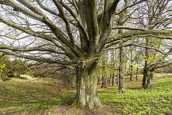 Deutschland  Hessen  Dörnberg  Bäume im Naturpark Habichtswald im Frühjahr