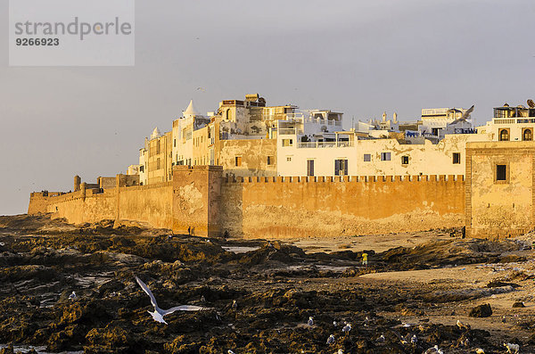 Marokko  Essaouira  Kasbah  Möwen vor der Stadt