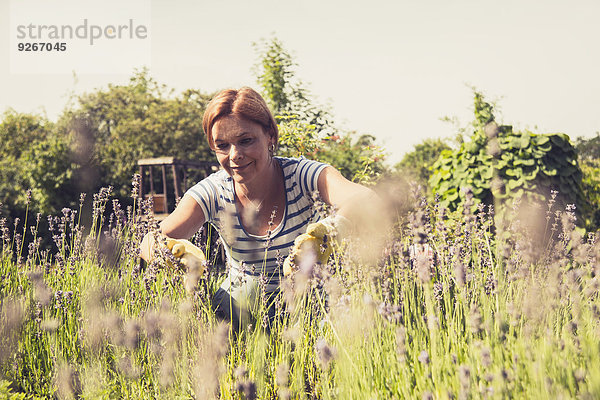Reife Frau betrachtet Lavendel im Garten
