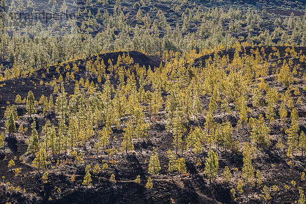 Spanien  Kanarische Inseln  Teneriffa  Blick vom Mirador de Chio  Teide Nationalpark  Kanarische Kiefern  Pinus canariensis