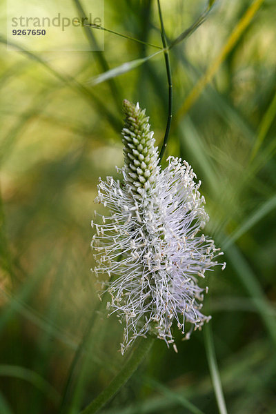 Blossom of ribwort  Plantago lanceolata