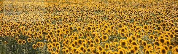 Panoramablick auf Sonnenblumenfeld  Volterra  Toskana  Italien