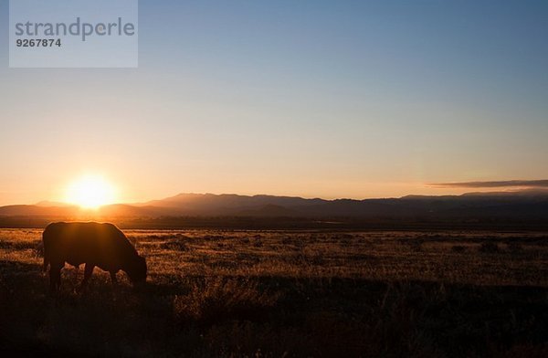 Kuhweiden bei Sonnenuntergang in ländlicher Landschaft  Nevada  USA