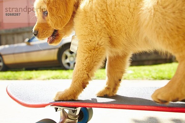 Labrador Welpe auf Skateboard