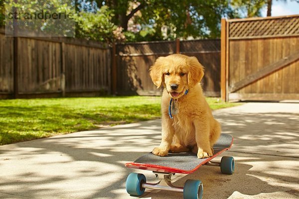 Labrador Welpe sitzend auf Skateboard