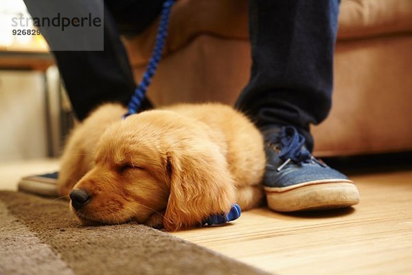 Labrador Welpe schläft zu Füßen