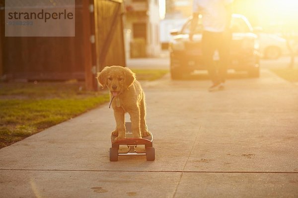 Labrador Welpe auf Skateboard