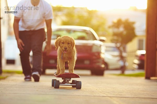 Labrador Welpe auf Skateboard  Besitzer folgt hinterher