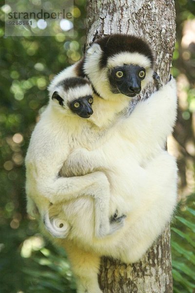 Portrait von Verreaux' Sifaka-Affe und Jugendlicher auf Baumstamm  Madagaskar  Afrika