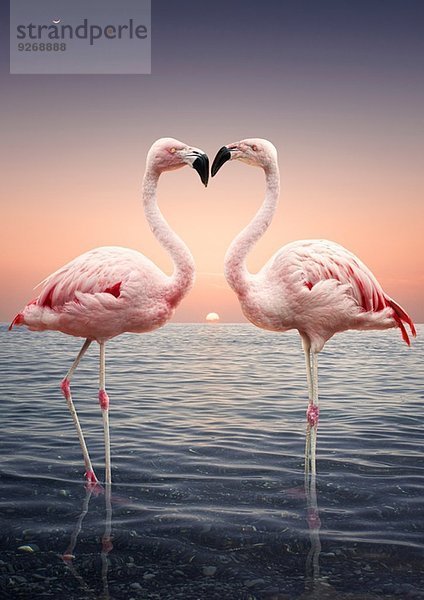 Portrait von zwei rosa Flamingos  die bei Sonnenuntergang von Angesicht zu Angesicht im Meer stehen.