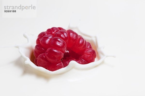 Frische Himbeeren spritzen auf die Milchoberfläche