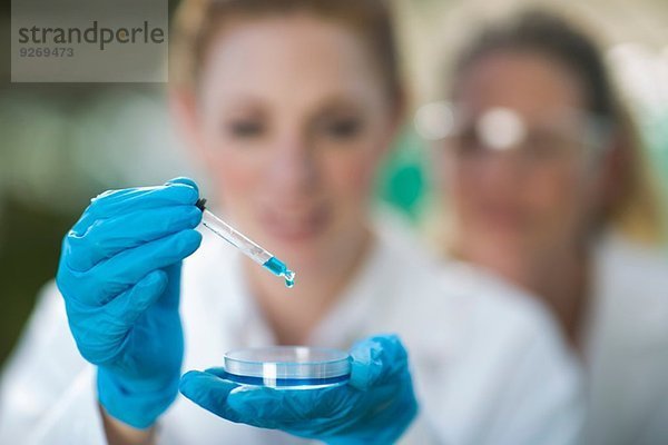 Wissenschaftlerinnen halten Petrischale hoch und pipettieren mit blauer Flüssigkeit