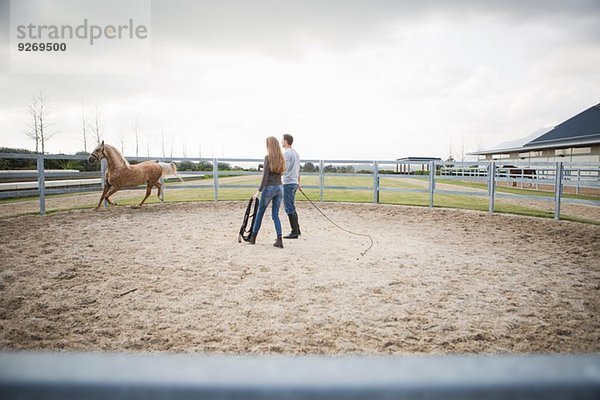 Zwei Stallarbeiter trainieren Palomino-Pferd im Paddock-Ring