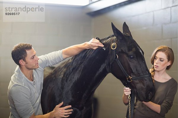 Stallhände beim Putzen von schwarzen Pferden im Stall