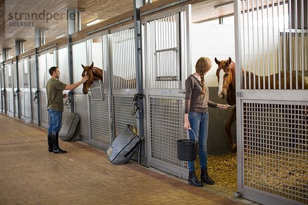 Stallarbeiter beim Füttern von Pferden im Stall