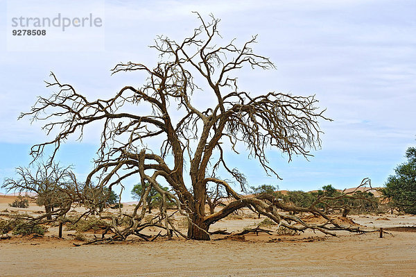 Namibia Düne Sossusvlei