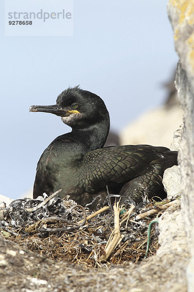 Krähenscharbe (Phalacrocorax aristotelis)  Vogelinsel Hornøya  Varanger  Norwegen