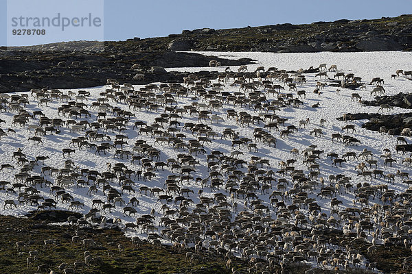 Rentiere (Rangifer tarandus) ziehen über ein Schneefeld  Nordnorwegen  Norwegen